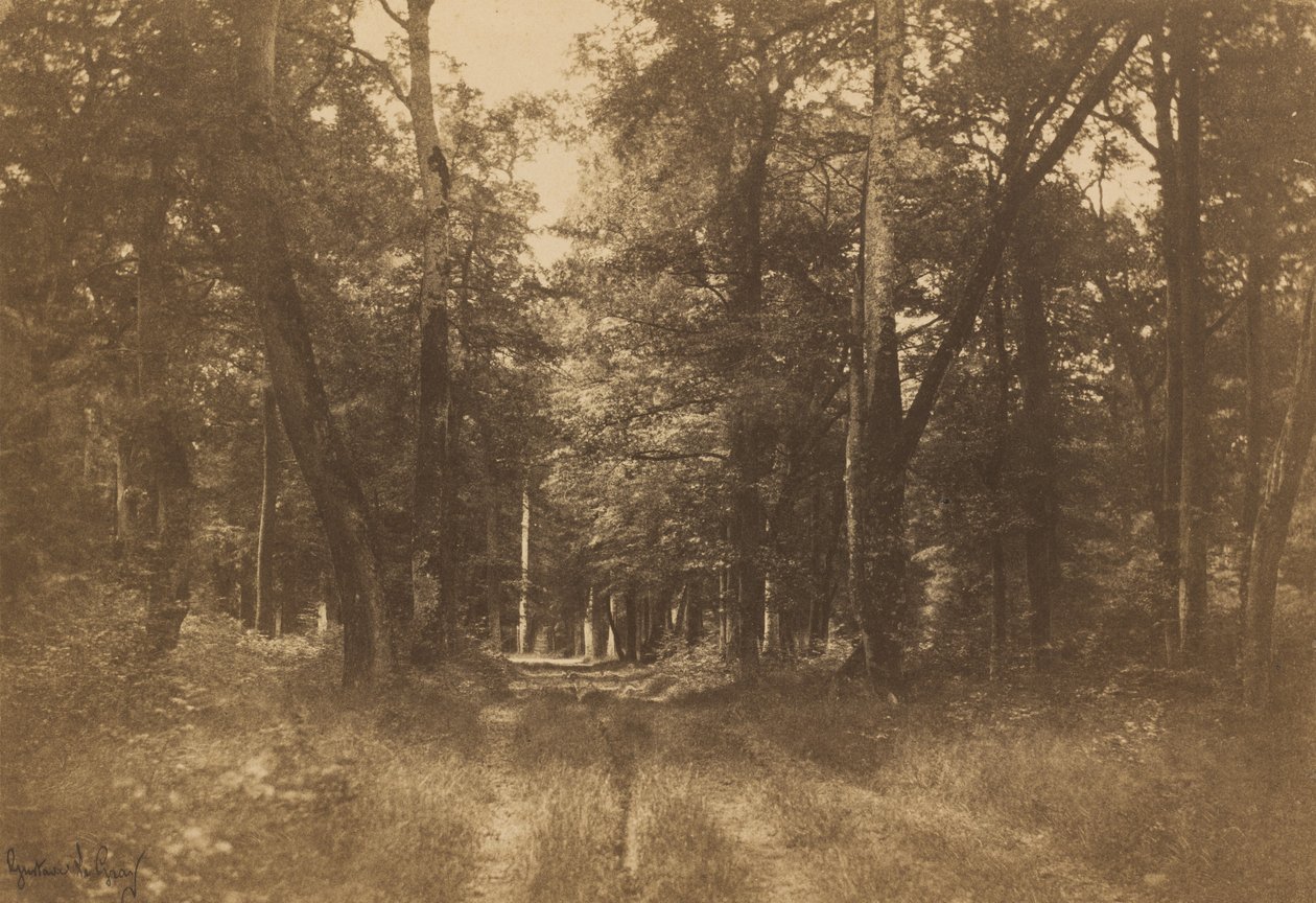 Bas-Bréau, Foresta di Fontainebleau, 1849-1852 da Gustave Le Gray