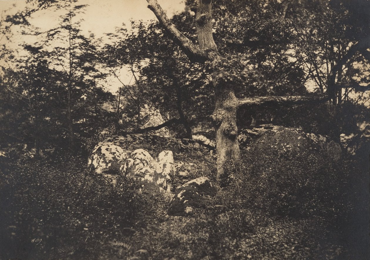Quercia tra le rocce a Fontainebleau da Gustave Le Gray
