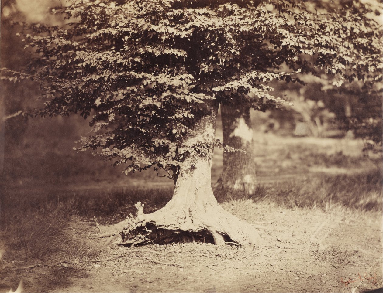 Il faggio da Gustave Le Gray