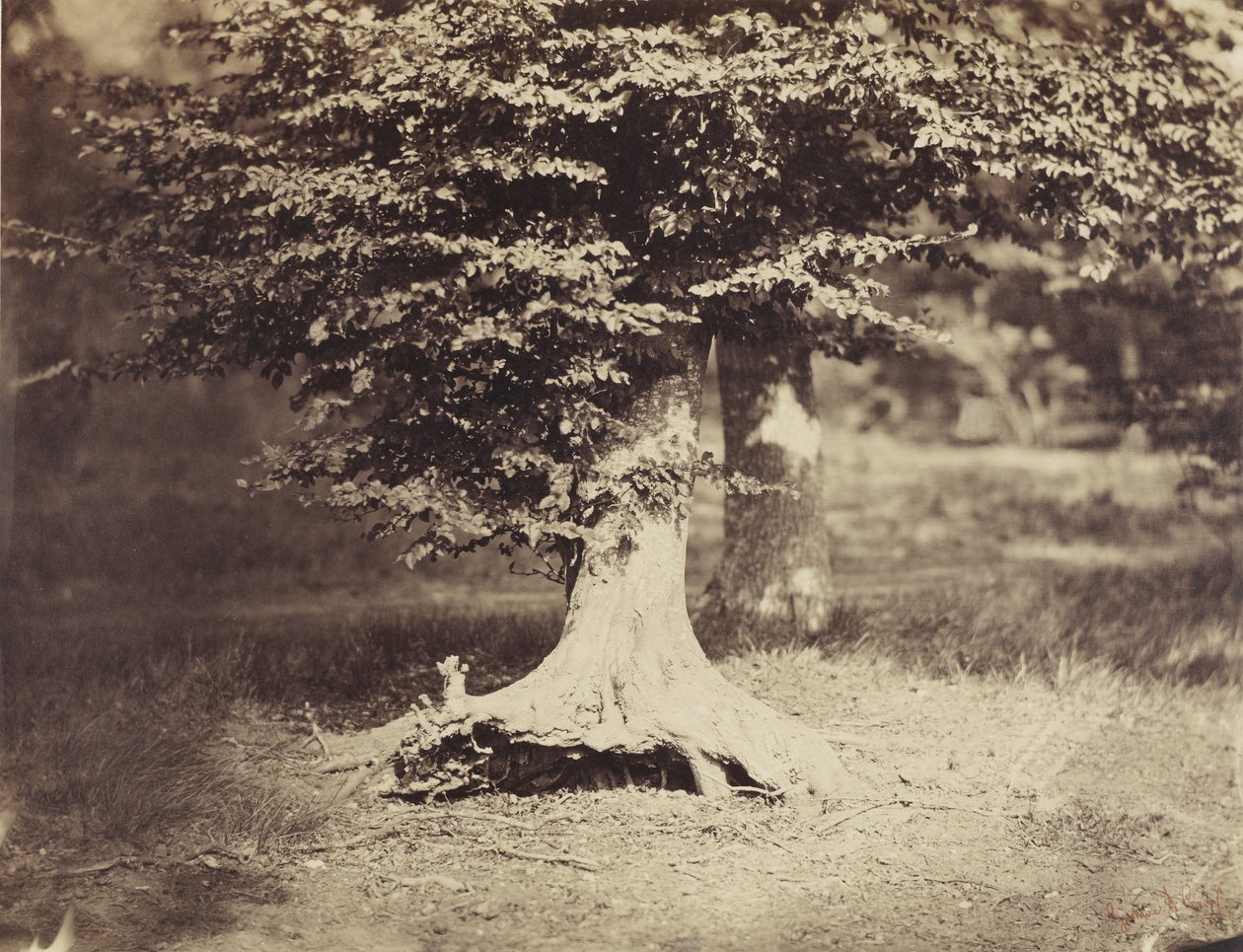 Il faggio, c.1855-7 da Gustave Le Gray