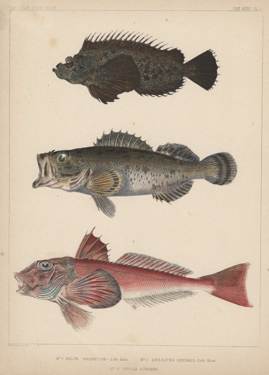1. Pelor Japonicum, 2. Sebastes Inermis e 3. Trigla Burgeri, 1855 da H. Patterson