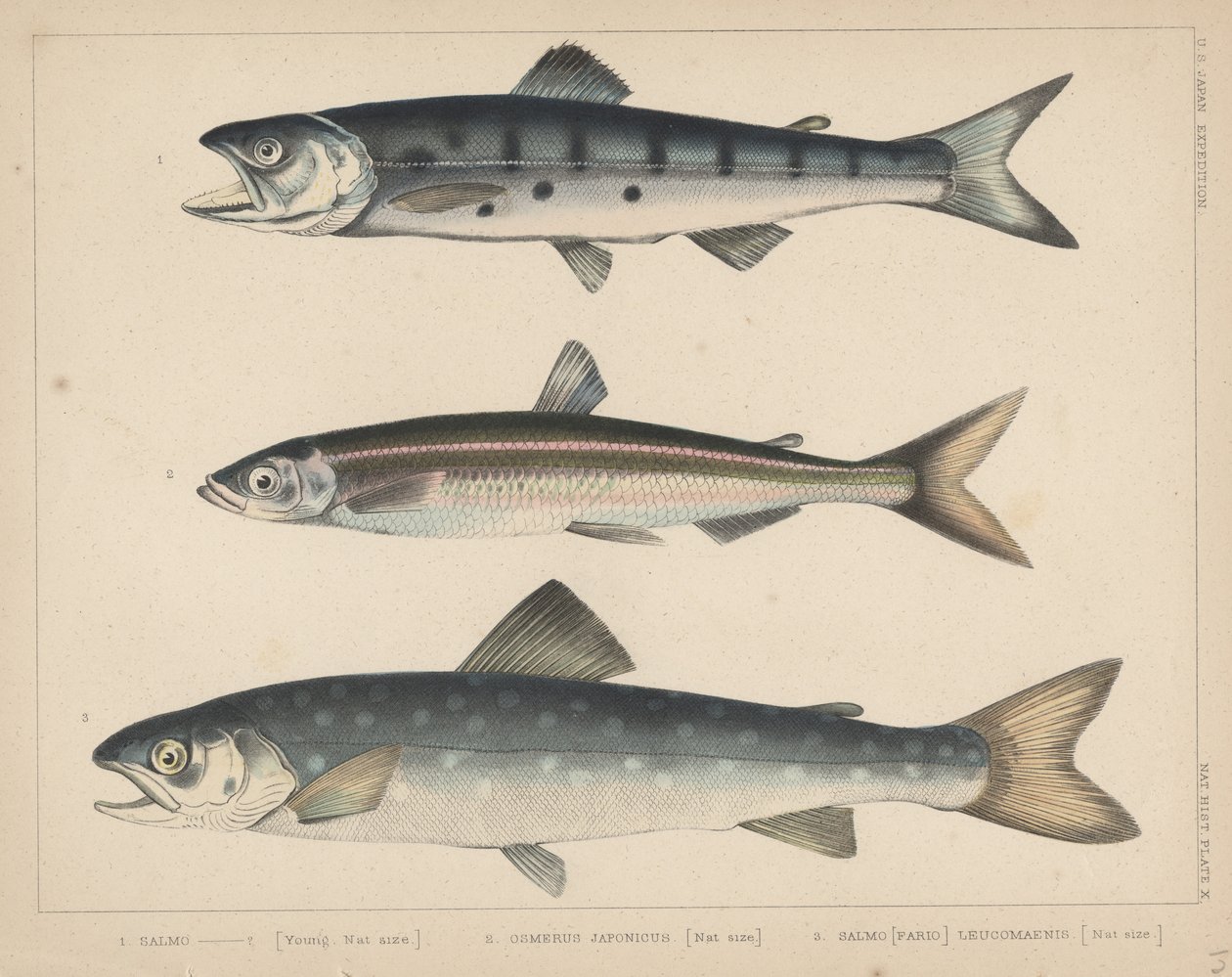 1. Salmone, 2. Osmerus Japonicus, 3. Salmo (Fario) Leucomaenis, 1855 da H. Patterson