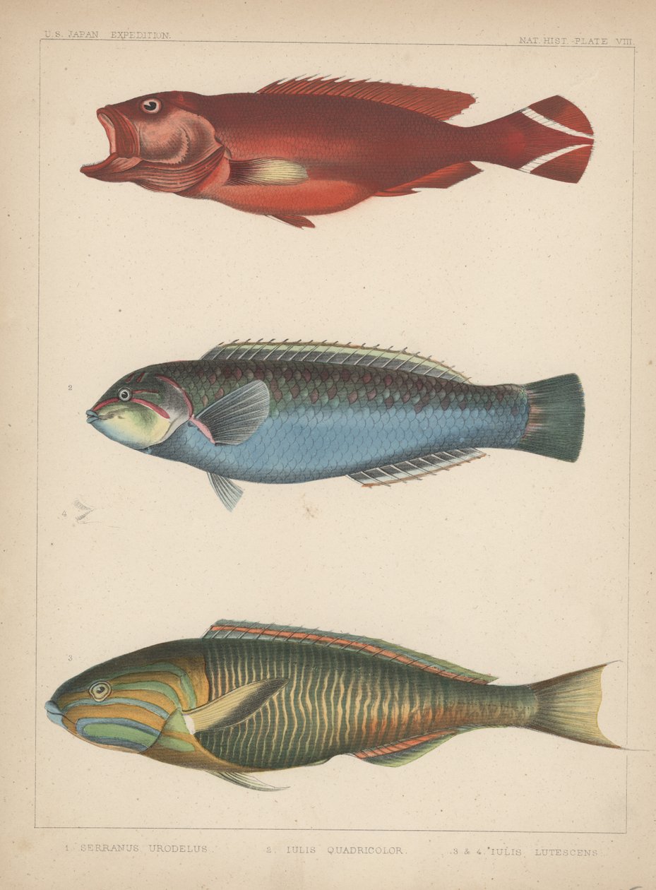 1. Serranus Urodelus, 2. Julis Quadricolor, 3. Julis Lutescens, 1855 da H. Patterson