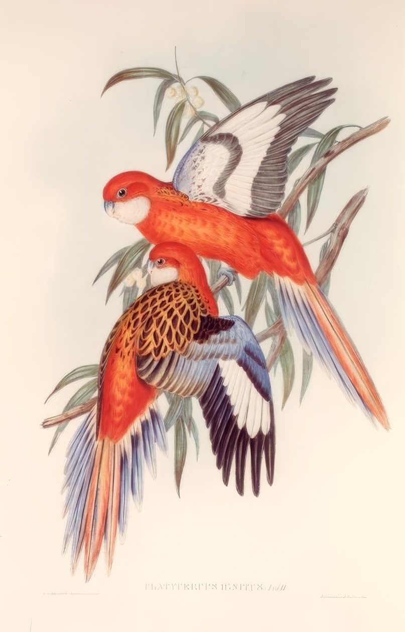 Platycerus Ignitus da H.C. Richter