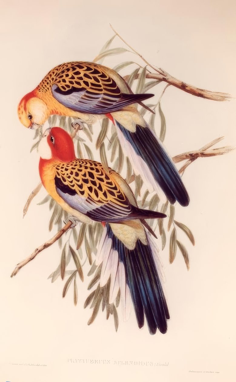 Platycerus splendidus da H.C. Richter