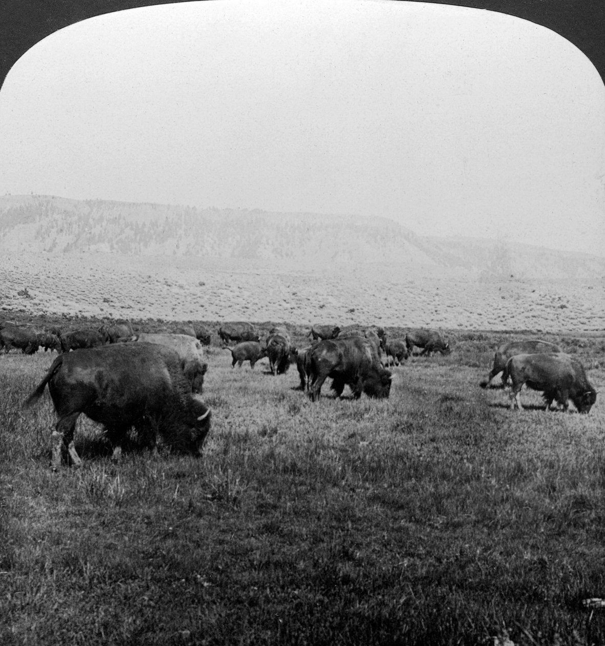Bufalo, Parco Nazionale di Yellowstone, USA da H. C. White