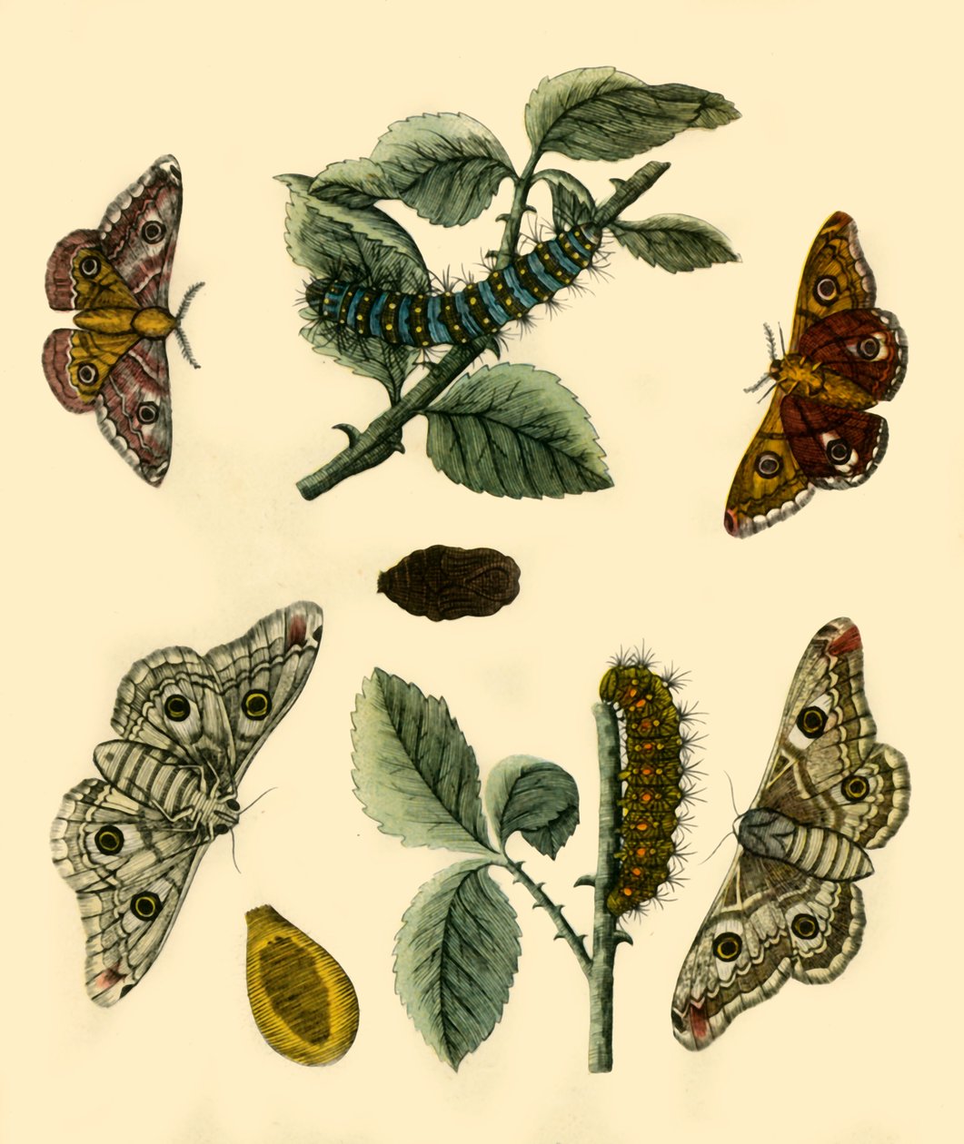 Falena imperatore da H Terasson