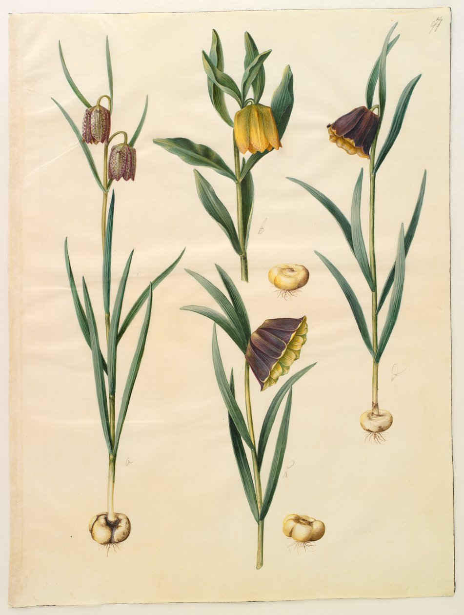 Fritillaria meleagris; Fritullaria lutea o Fritullaria latifolia var lutea; Fritillaria pyrenaica da Hans Simon Holtzbecker