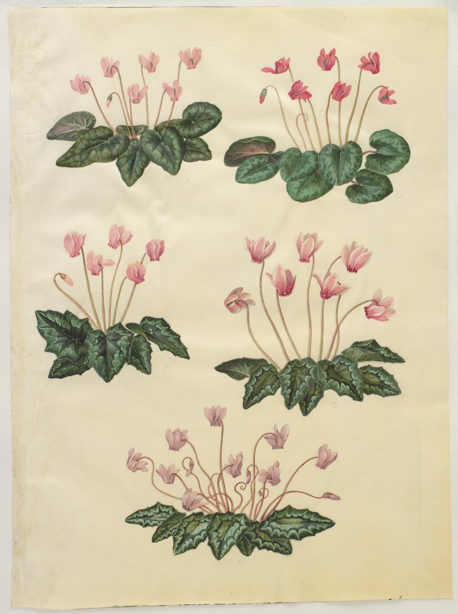 Cyclamen purpurascens; Cyclamen hederifolium da Hans Simon Holtzbecker