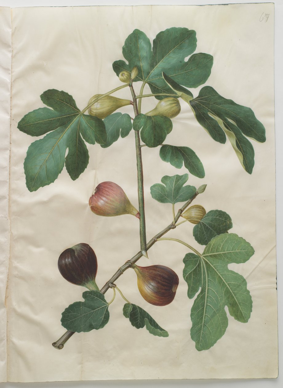 Ficus carica da Hans Simon Holtzbecker
