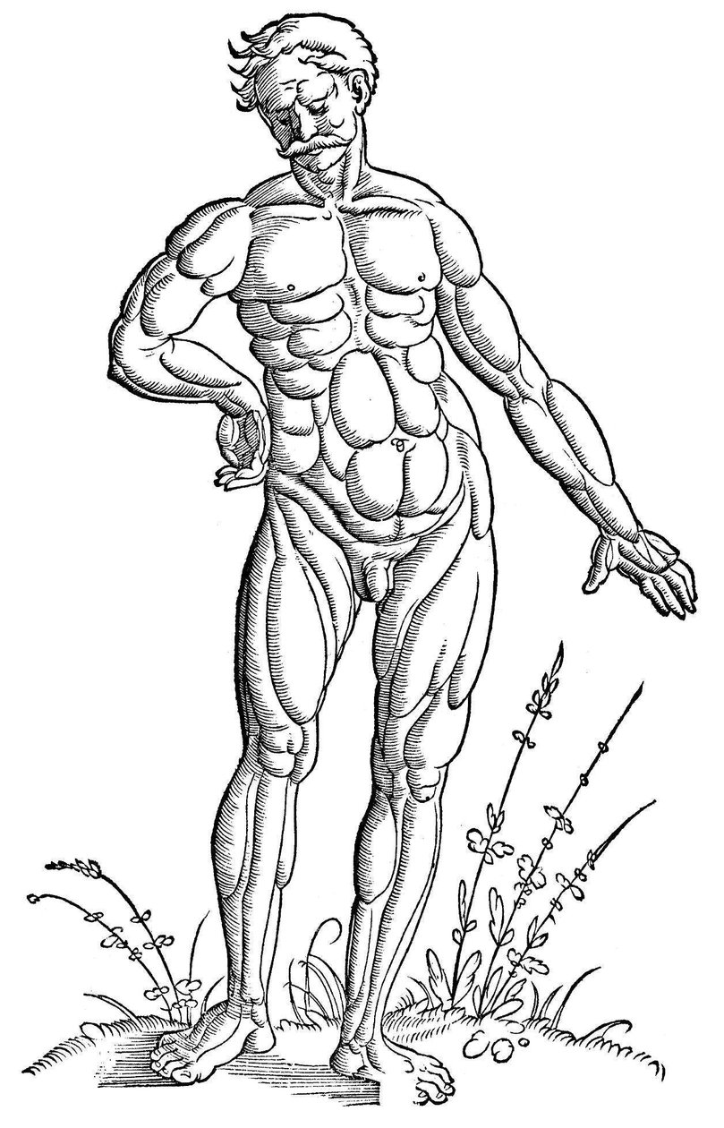 Baldung - Anatomia - Uomo da Hans Baldung Grien