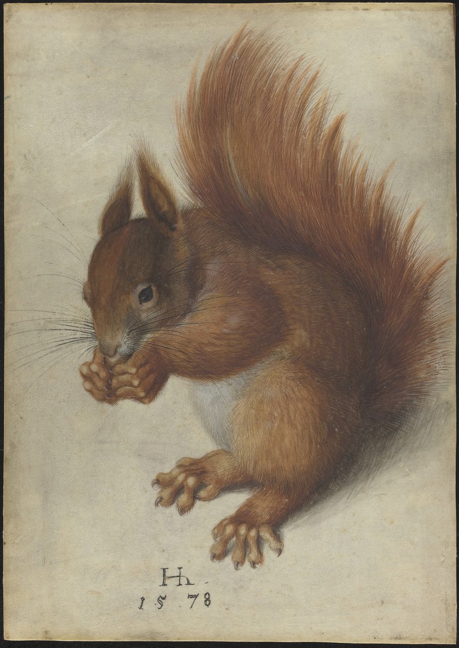 Scoiattolo rosso da Hans Hoffmann