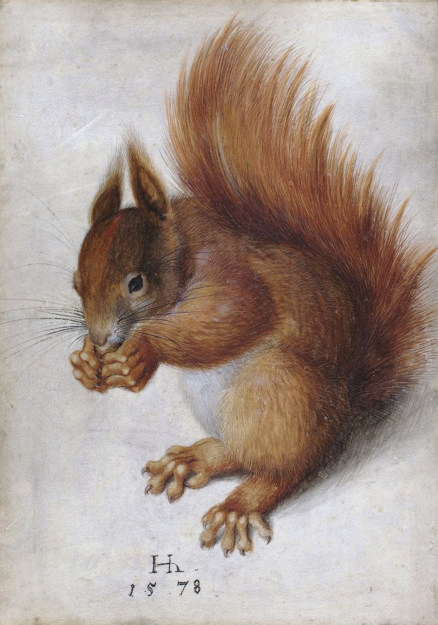 Scoiattolo rosso da Hans Hoffmann