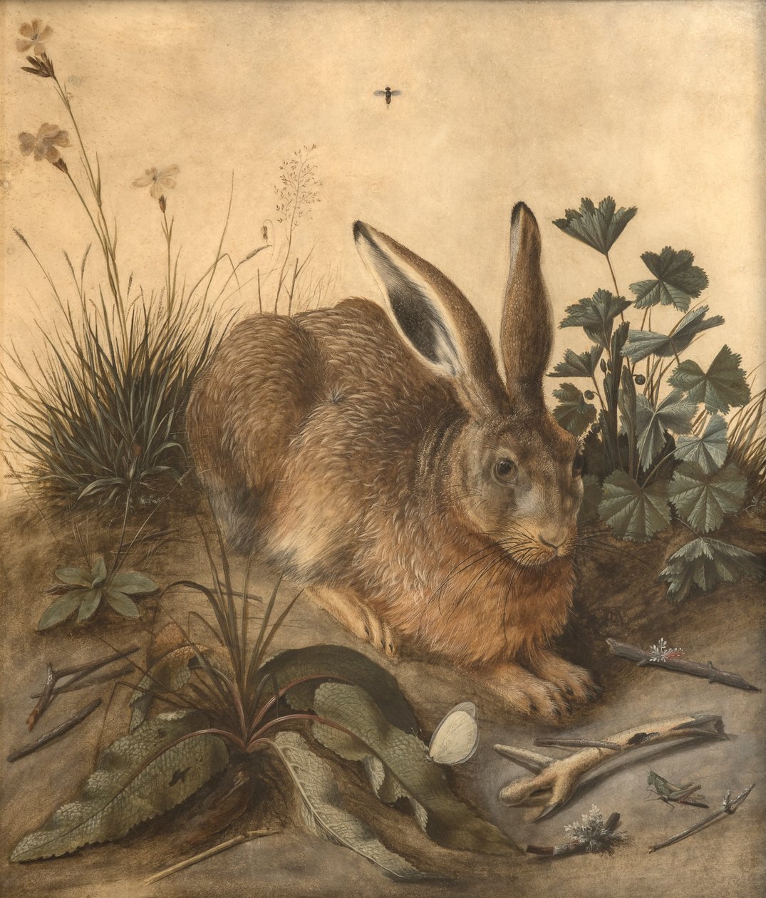 La lepre da Hans Hoffmann