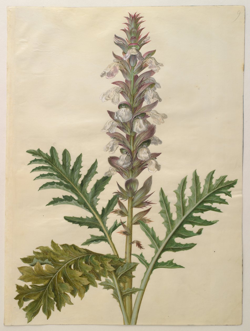Acanthus mollis da Hans Simon Holtzbecker
