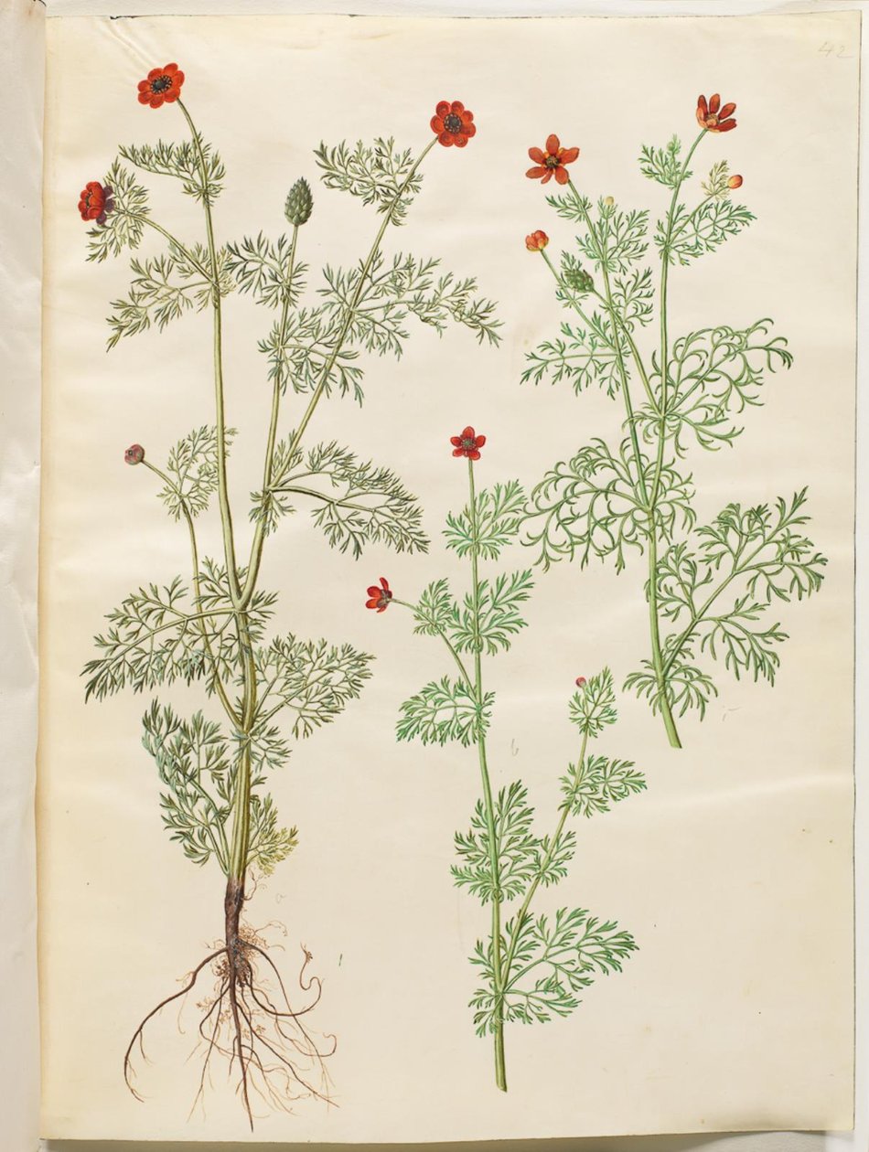 Adonis annua; Adonis aestivalis da Hans Simon Holtzbecker