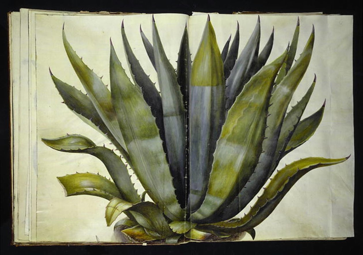 Agave americana (agave comune) da Hans Simon Holtzbecker