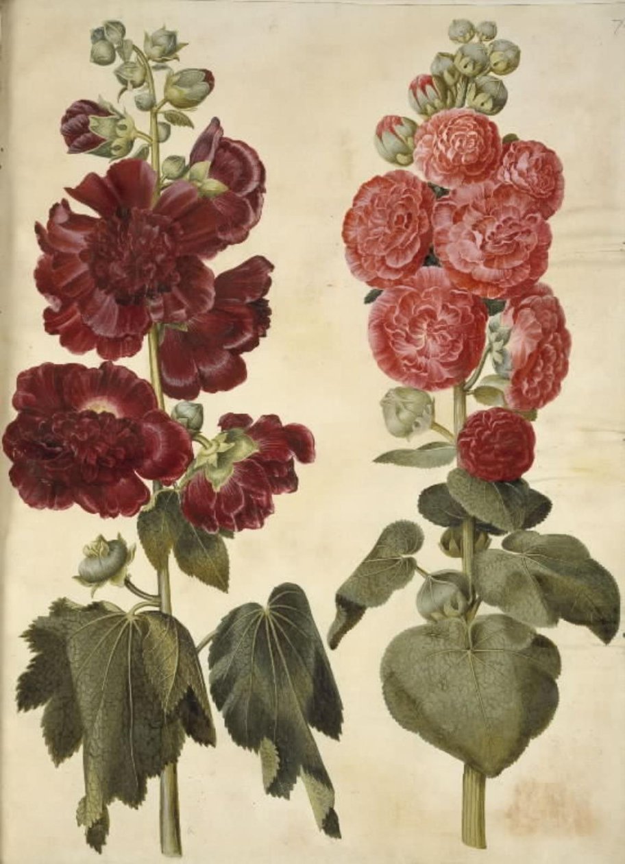 Alcea rosea (malvarosa) da Hans Simon Holtzbecker