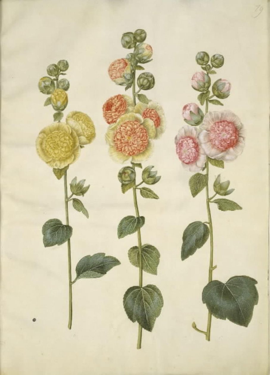 Alcea rosea (malvarosa) da Hans Simon Holtzbecker