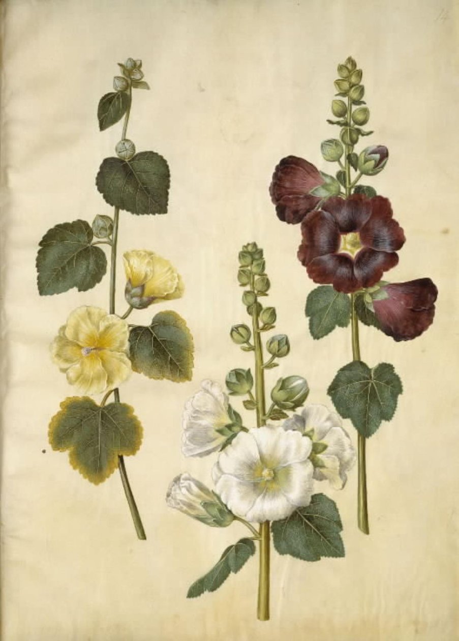 Alcea rosea (malvarosa) da Hans Simon Holtzbecker