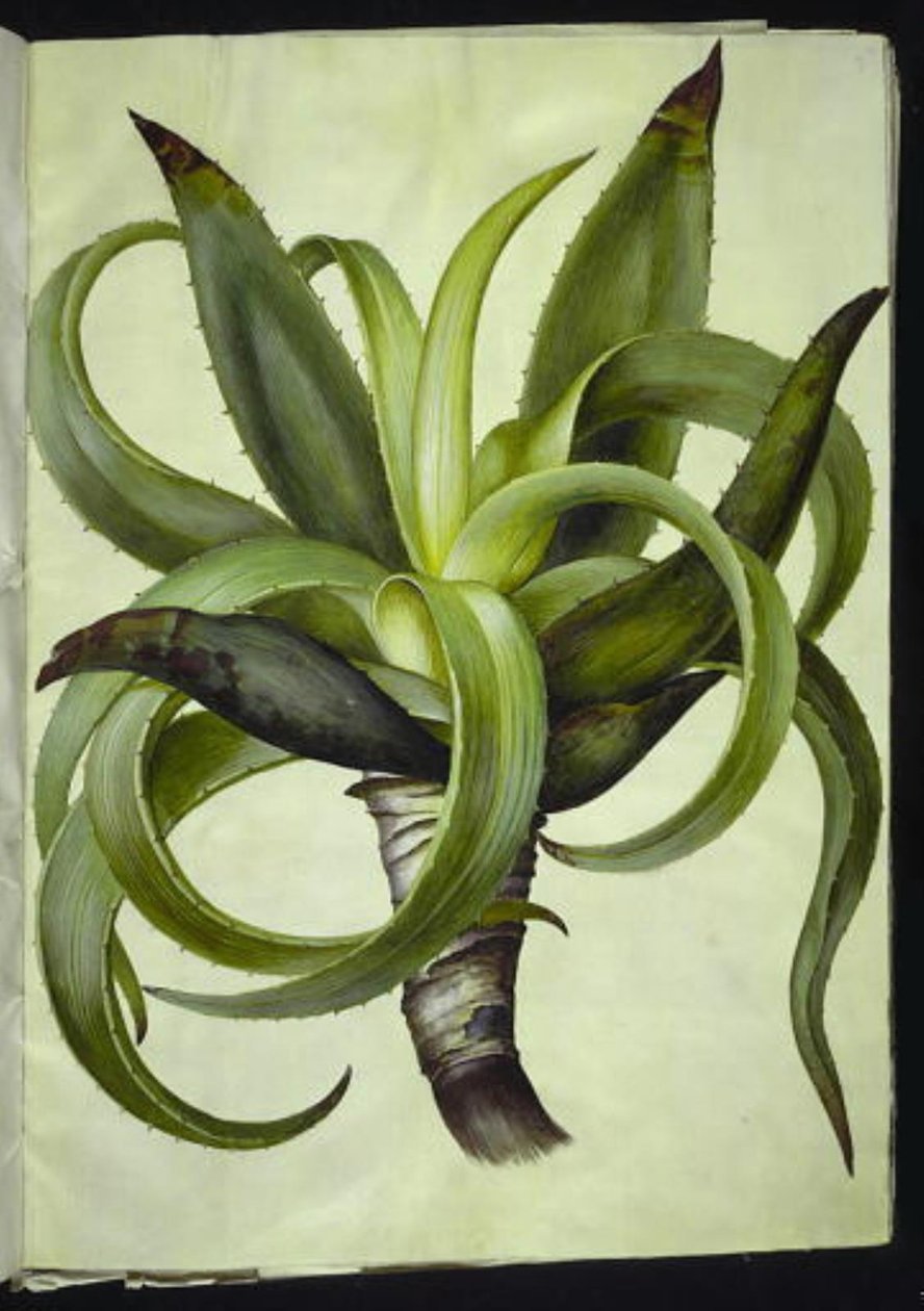 Aloe (aloe) da Hans Simon Holtzbecker