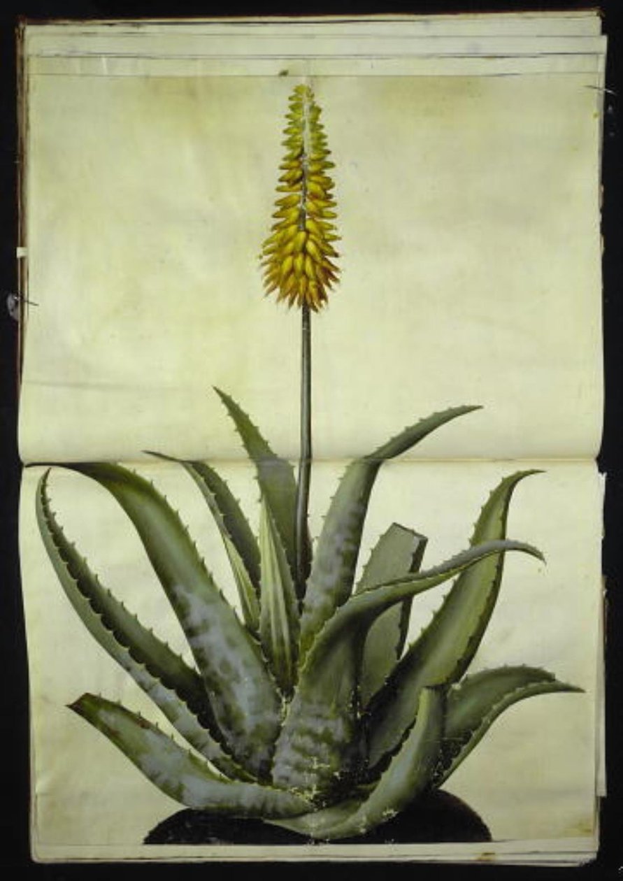 Aloe vera (aloe medicinale) da Hans Simon Holtzbecker