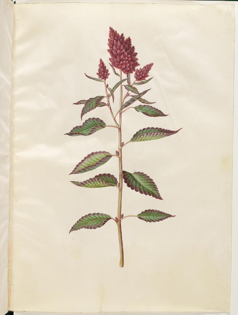 Amaranto cruento (amaranto rosso) da Hans Simon Holtzbecker