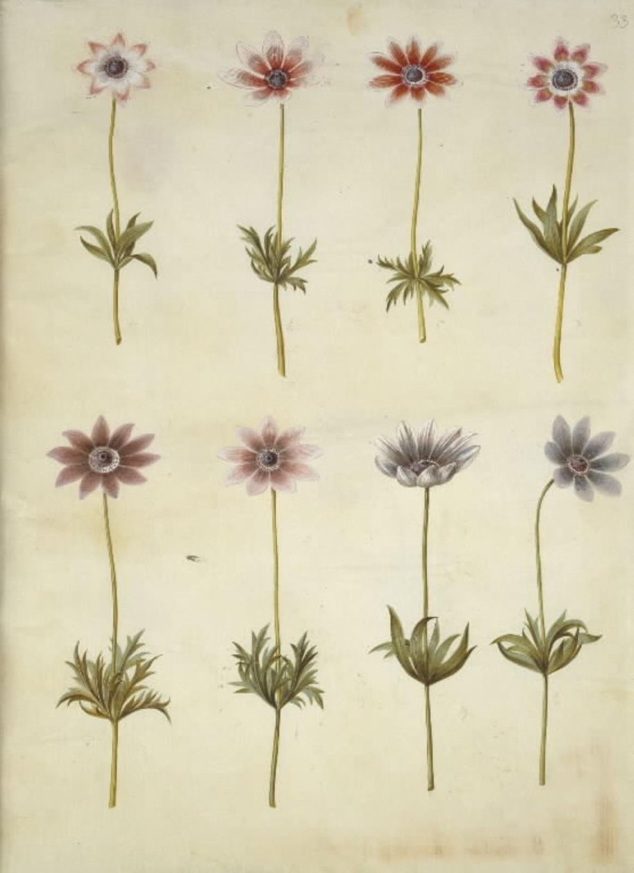 Anemone pavonina da Hans Simon Holtzbecker