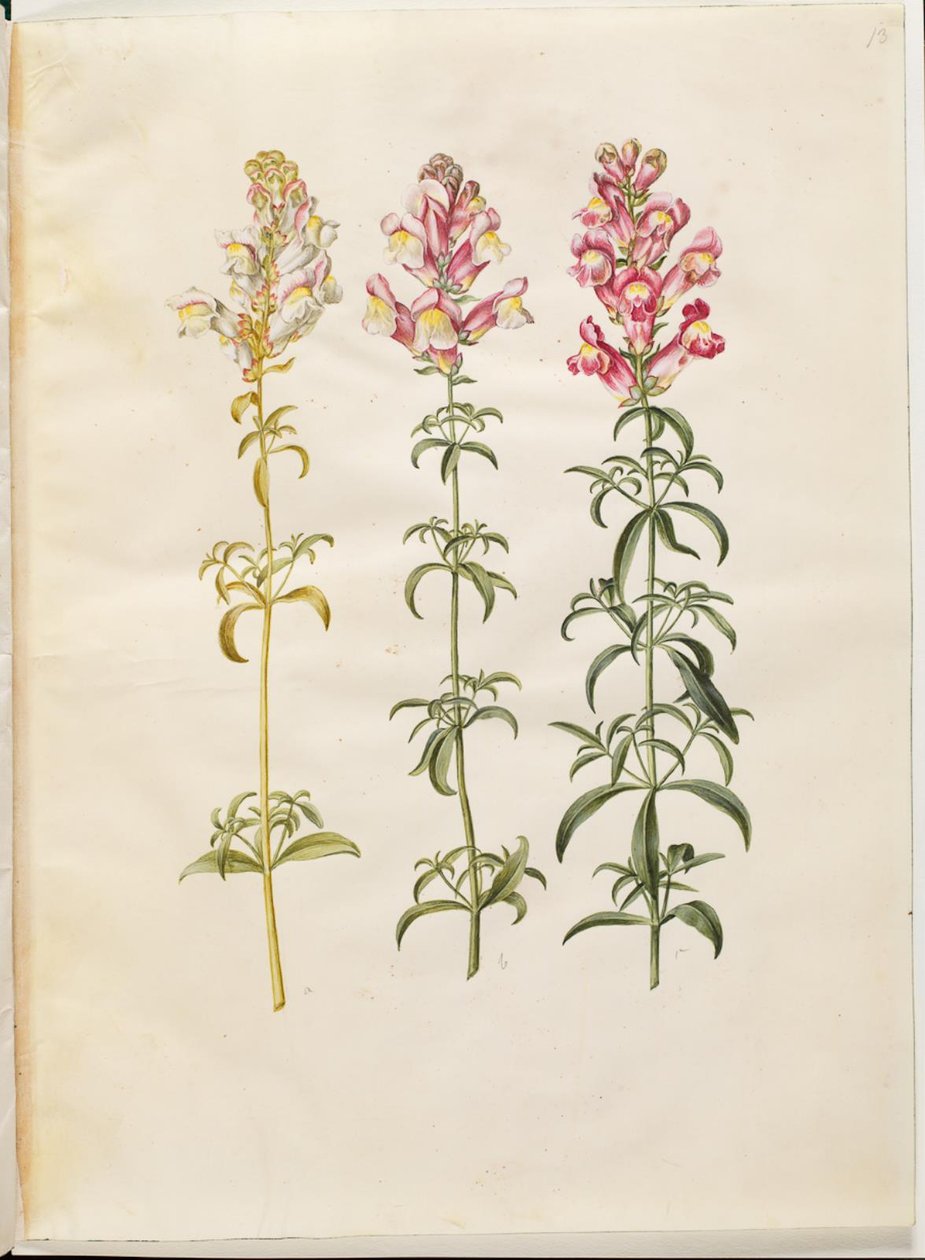 Antirrhinum majus (bocca di leone) da Hans Simon Holtzbecker