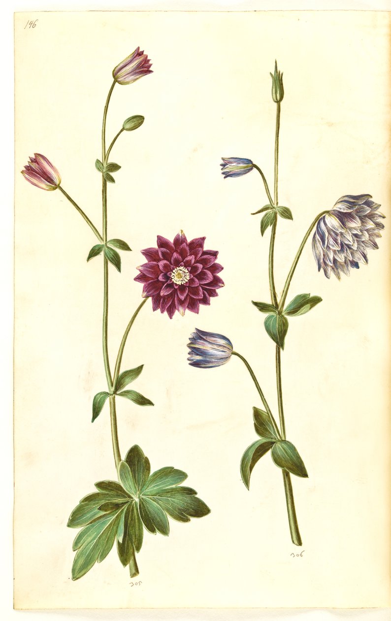 Aquilegia vulgaris (colombina comune) da Hans Simon Holtzbecker