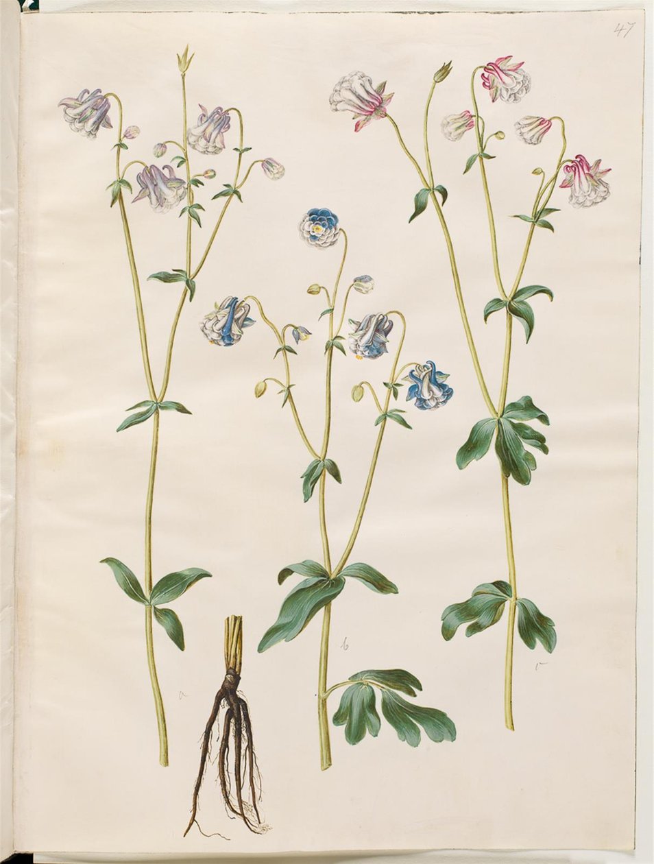 Aquilegia vulgaris da Hans Simon Holtzbecker