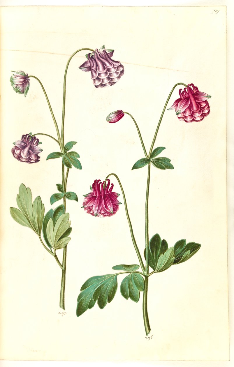 Aquilegia vulgaris (colombina comune) da Hans Simon Holtzbecker