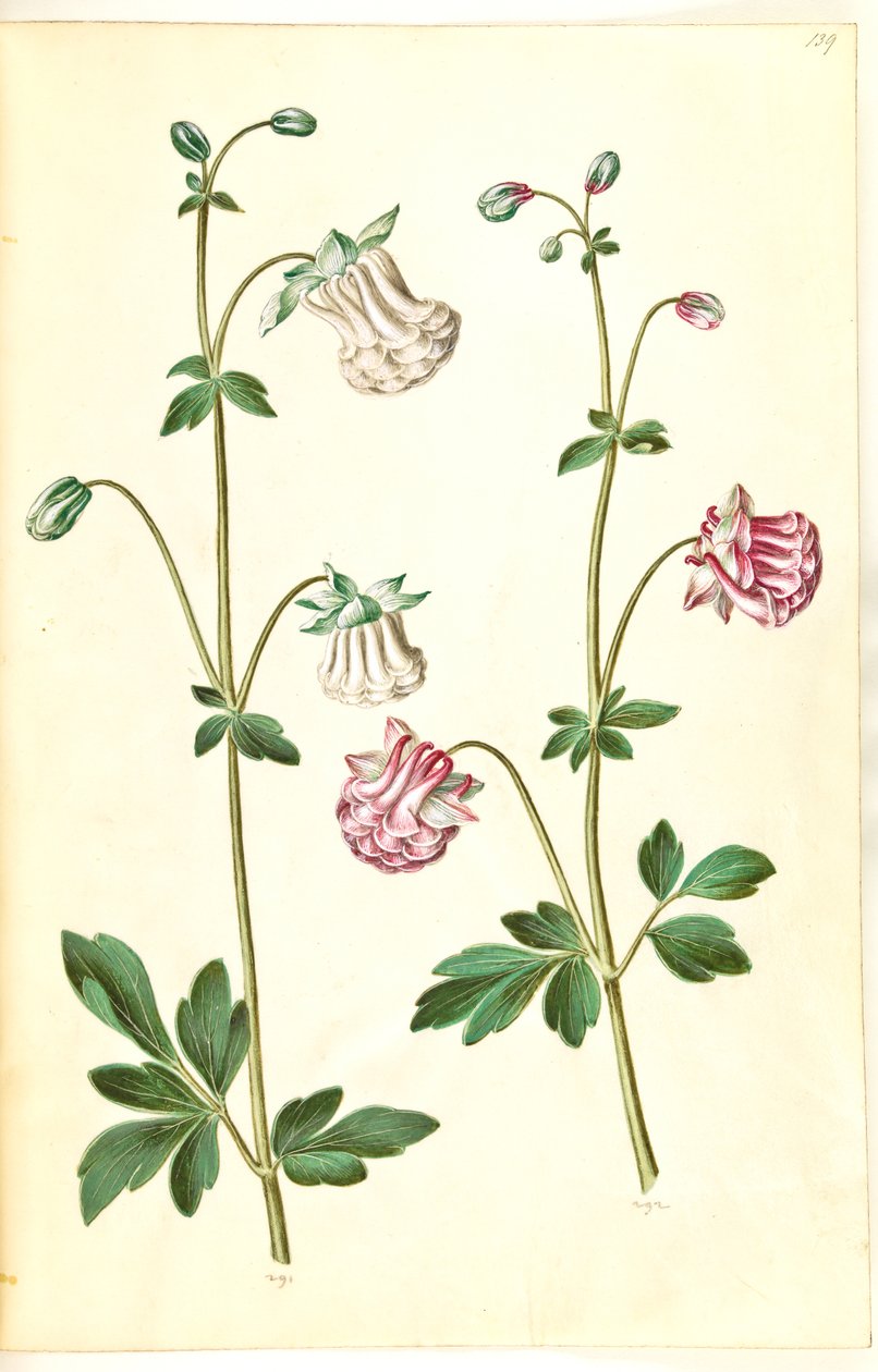 Aquilegia vulgaris (aquilegia comune) da Hans Simon Holtzbecker