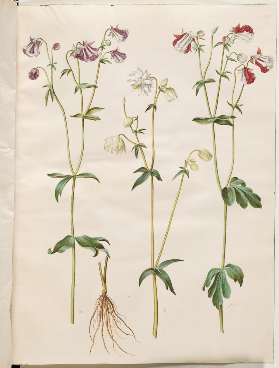 Aquilegia vulgaris (colombina comune) da Hans Simon Holtzbecker