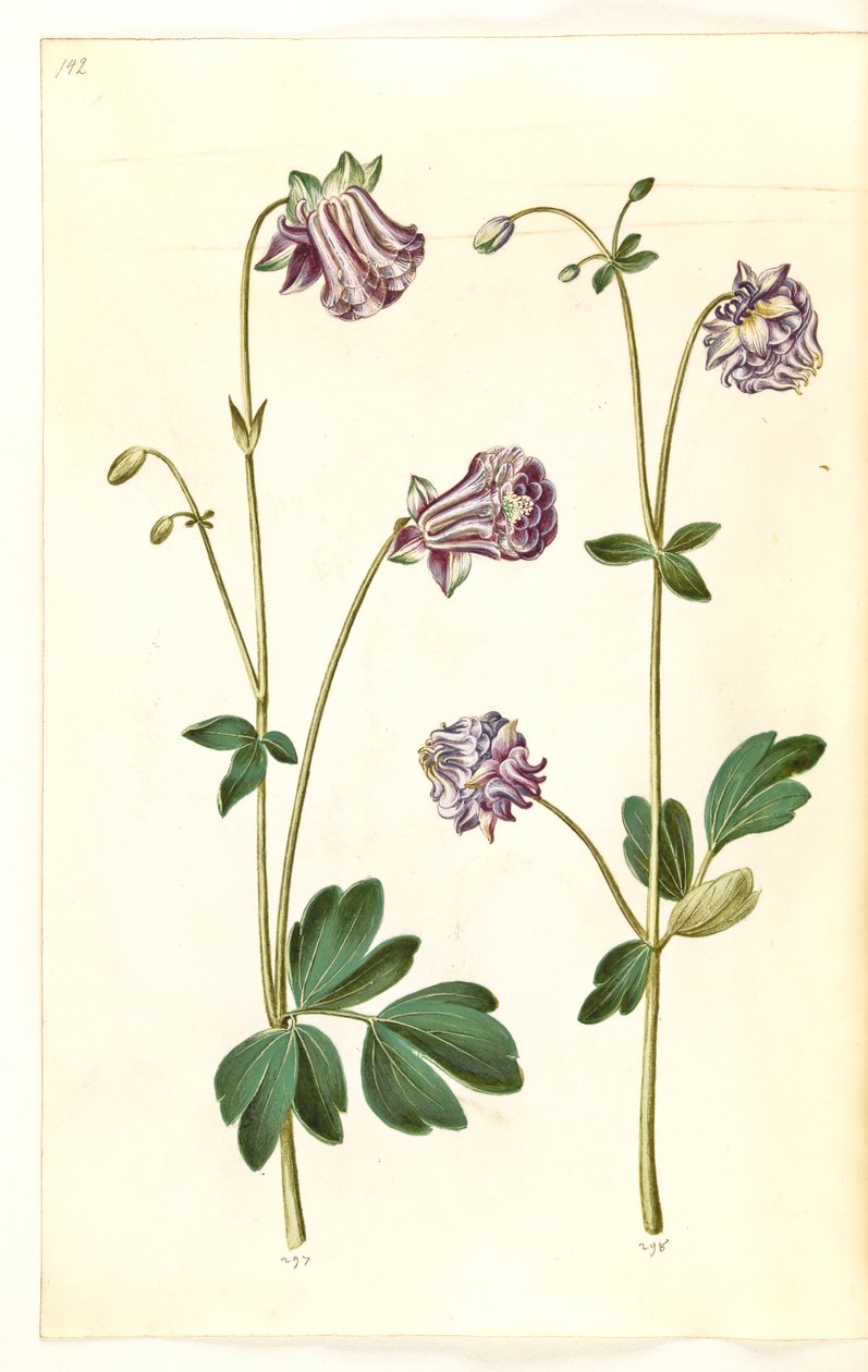 Aquilegia vulgaris (aquilegia comune) da Hans Simon Holtzbecker