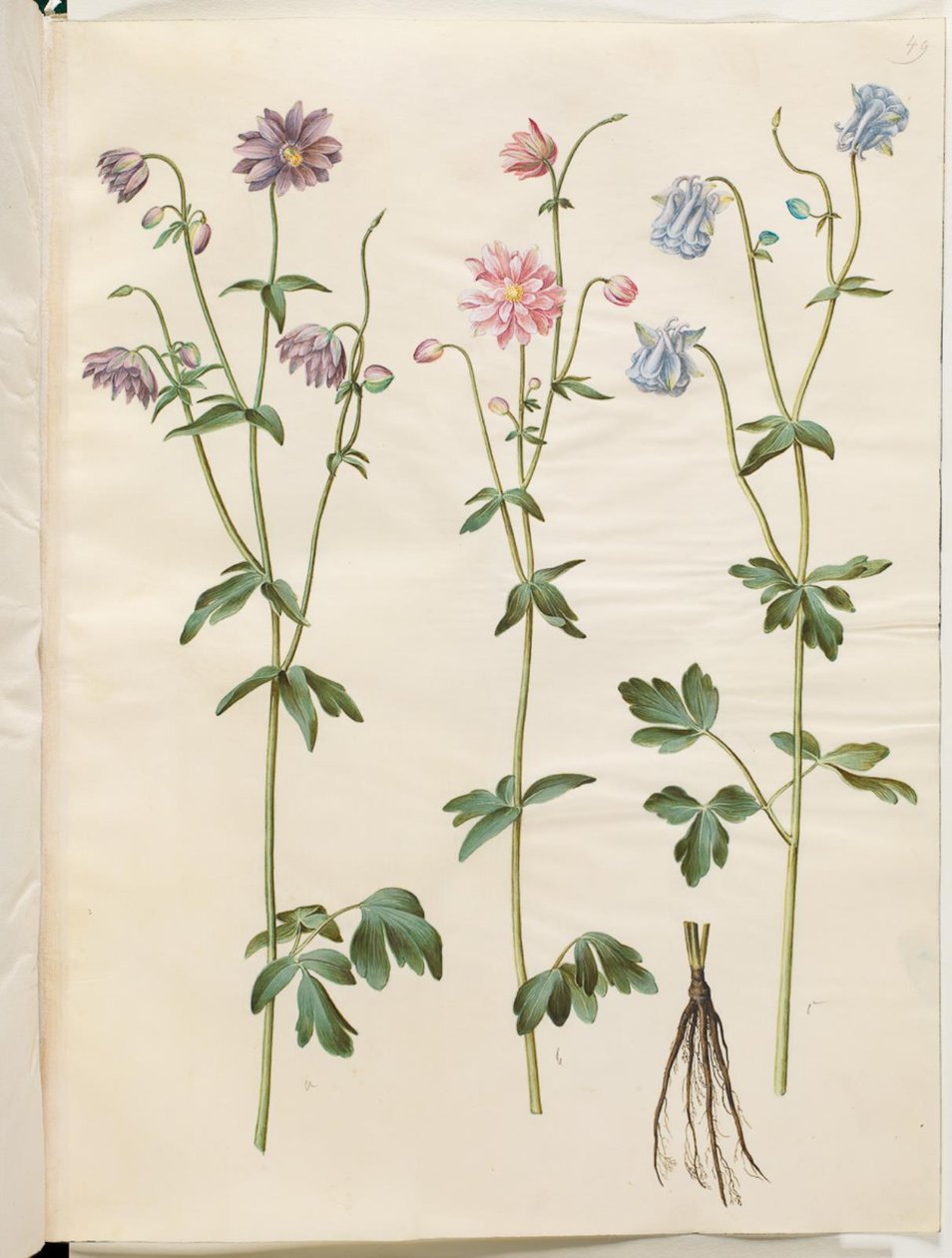 Aquilegia vulgaris (colombina comune) da Hans Simon Holtzbecker