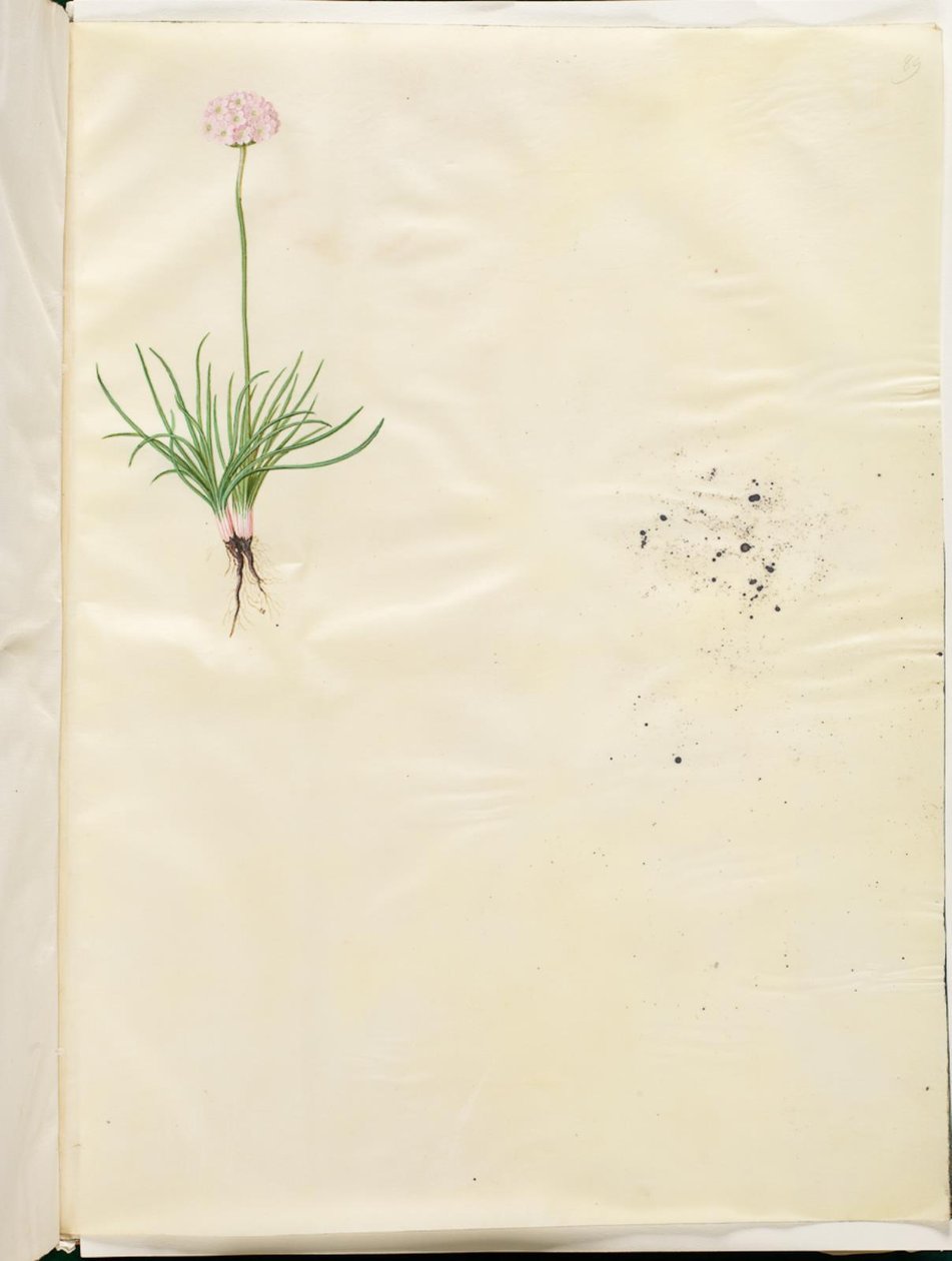 Armeria maritima (erba inglese comune) da Hans Simon Holtzbecker