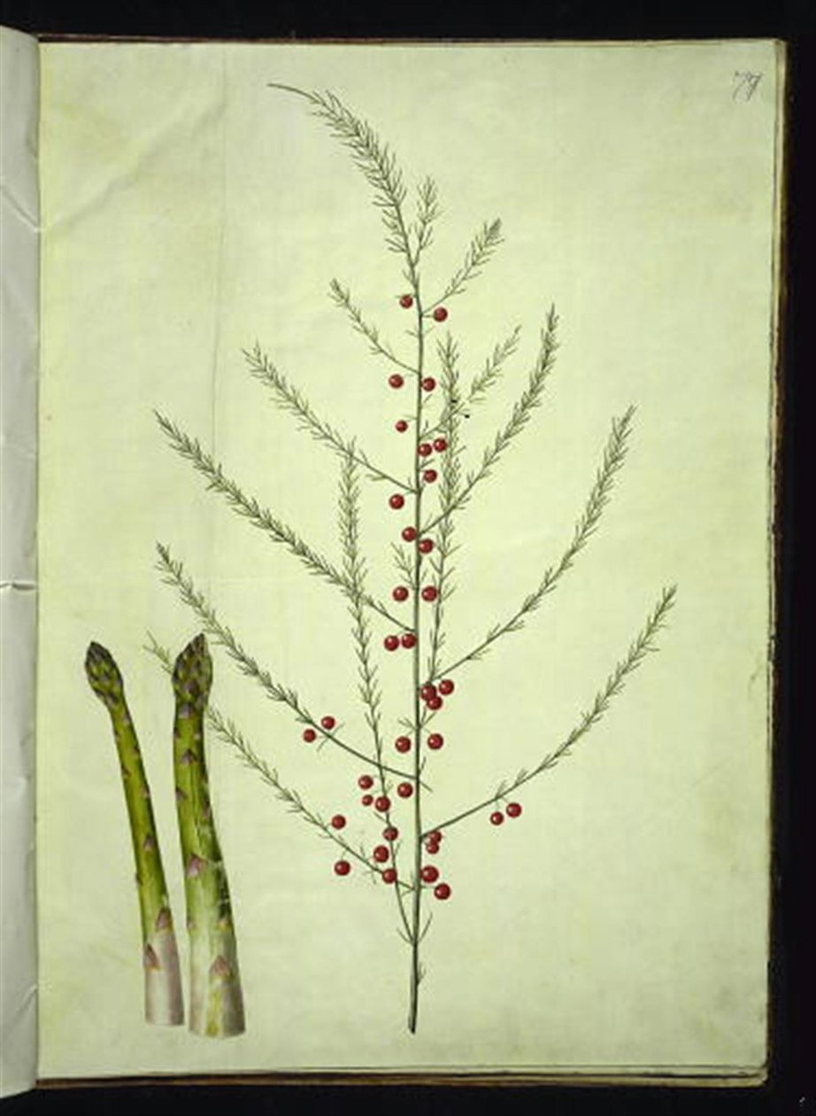 Asparagus officinalis (asparago comune) da Hans Simon Holtzbecker