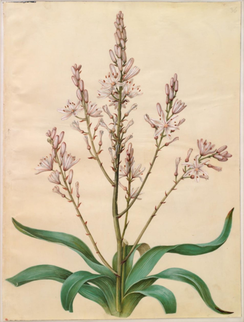 Asphodelus ramosus (asfodelo ramificato) da Hans Simon Holtzbecker