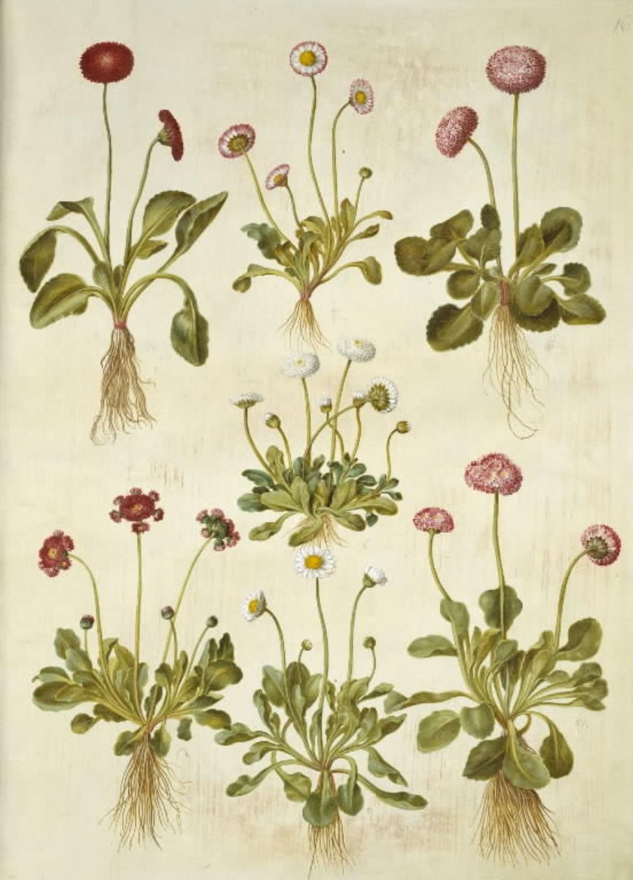 Bellis perennis (margherita comune) da Hans Simon Holtzbecker
