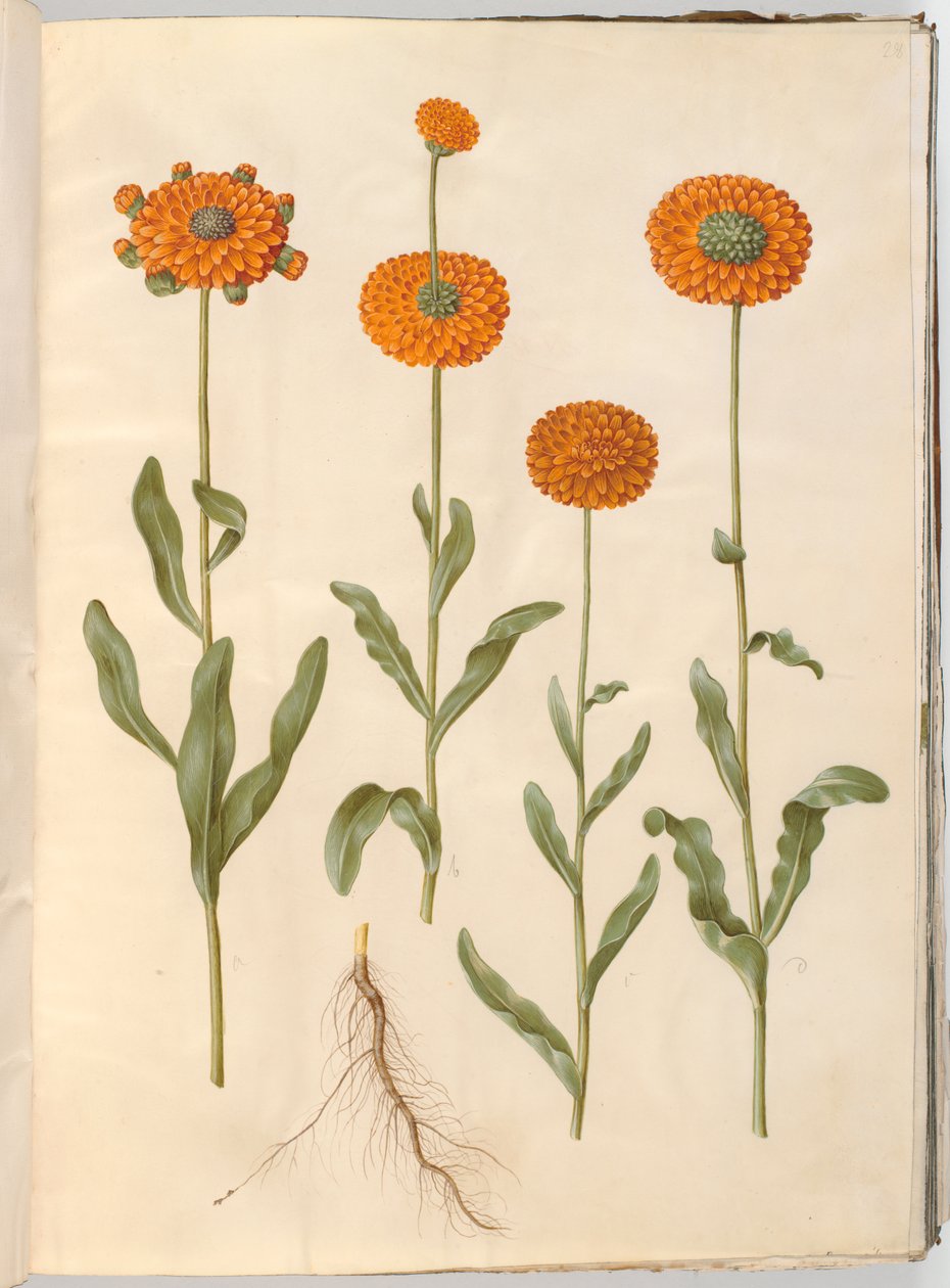 Calendula officinalis da Hans Simon Holtzbecker