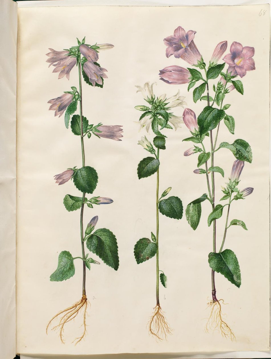 Campanula trachelium (campanula ortense); Campanula medium (campanula media) da Hans Simon Holtzbecker