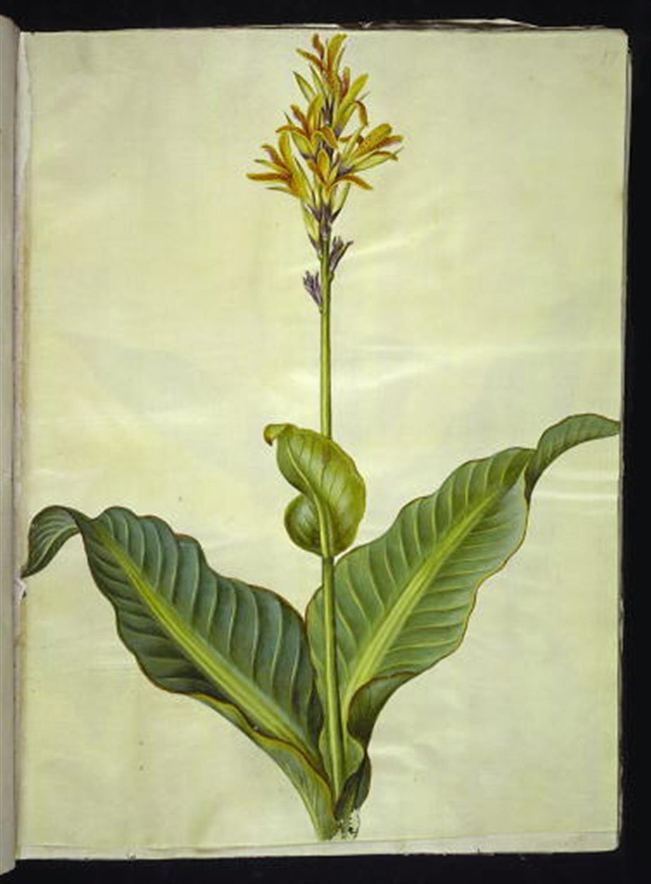 Canna indica (canna edibile) da Hans Simon Holtzbecker