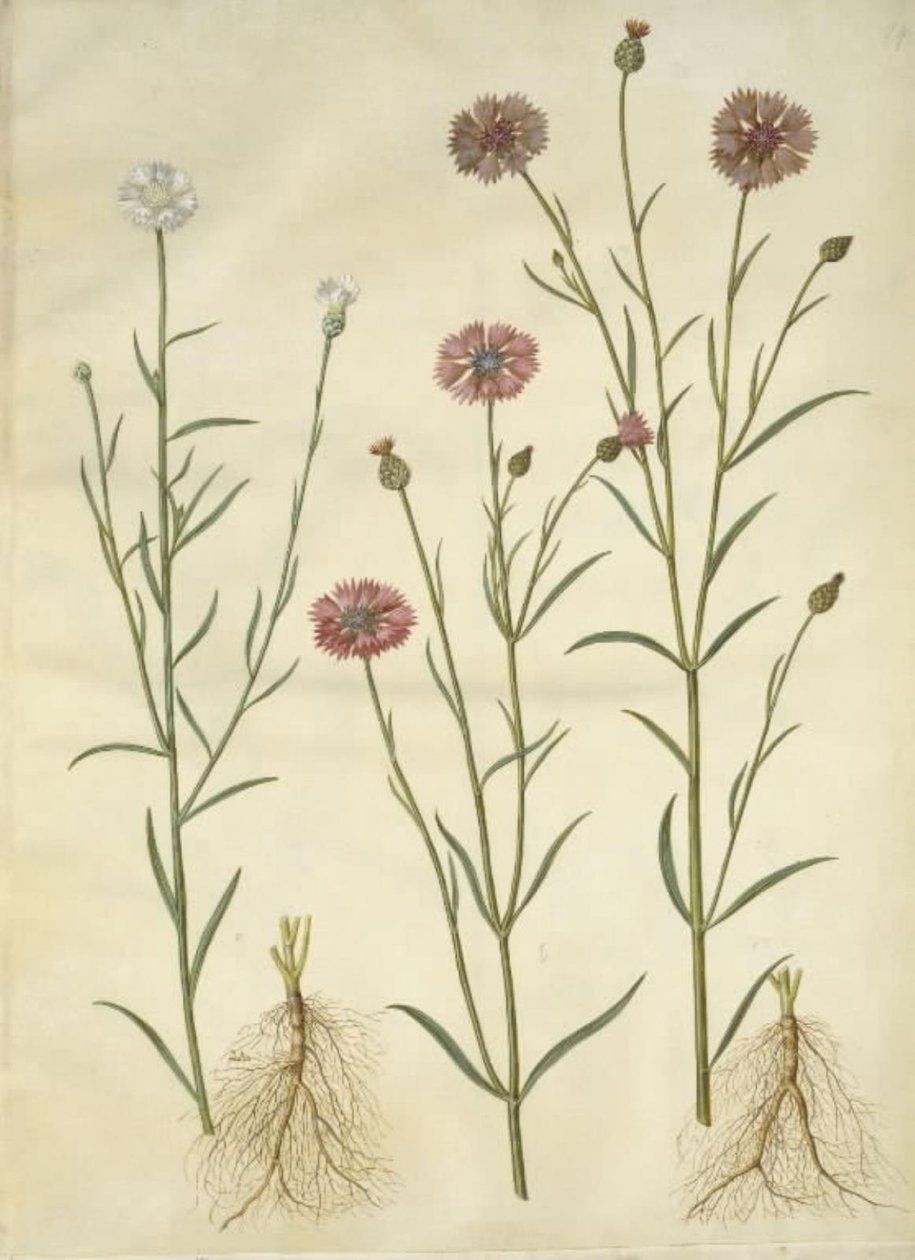 Centaurea cyanus (fiordaliso) da Hans Simon Holtzbecker