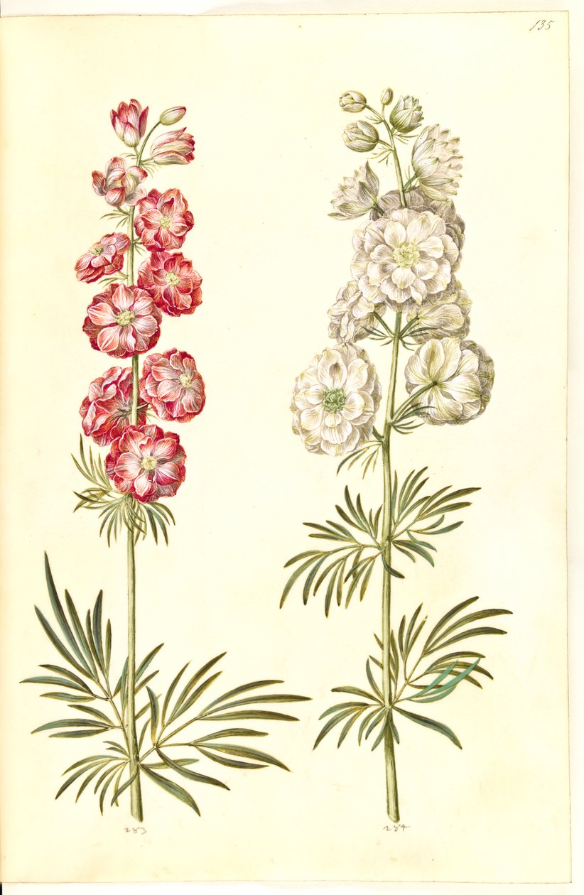 Consolida ajacis (delphinium) da Hans Simon Holtzbecker