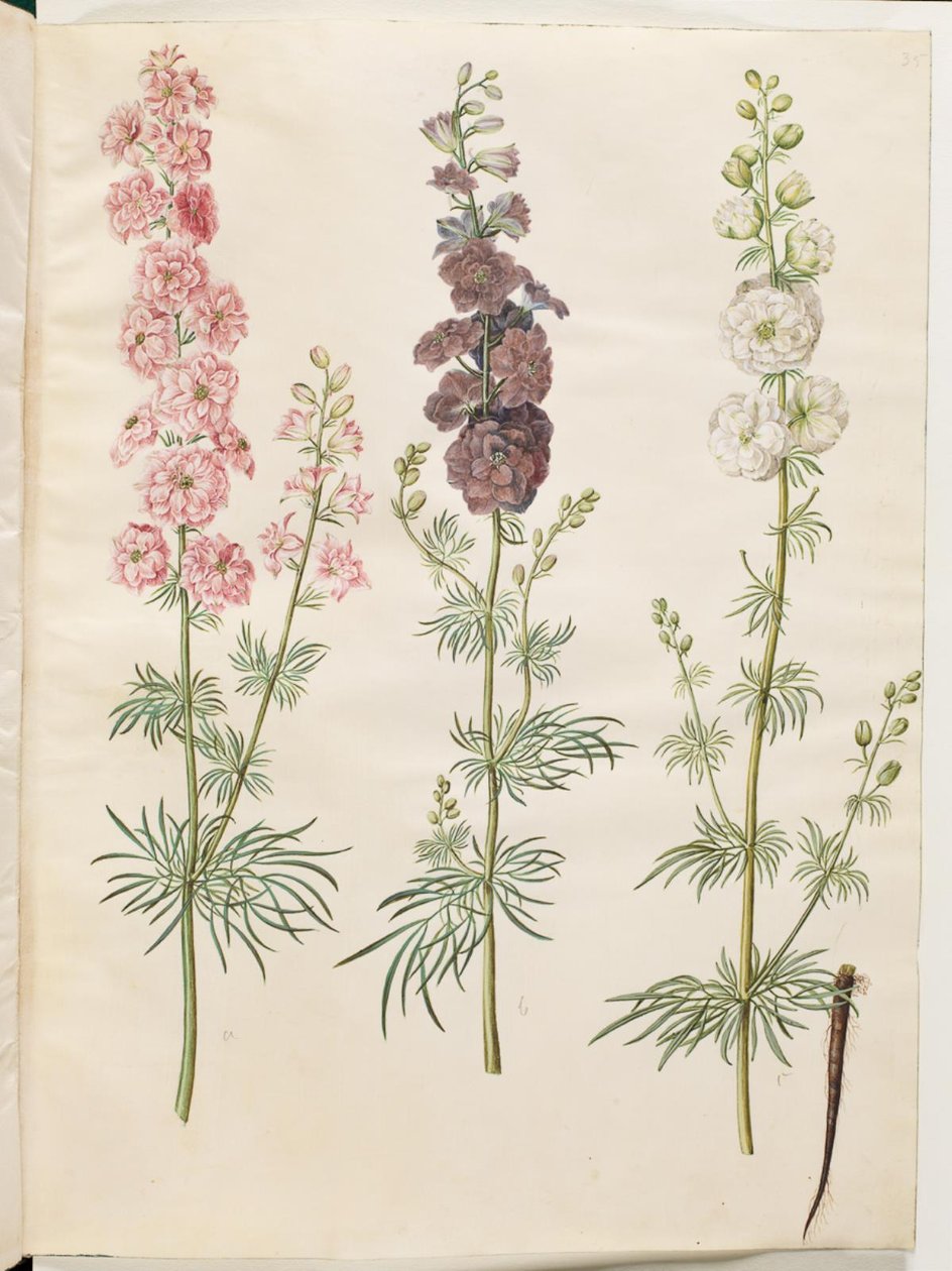 Consolida ajacis (delphinium da giardino) da Hans Simon Holtzbecker