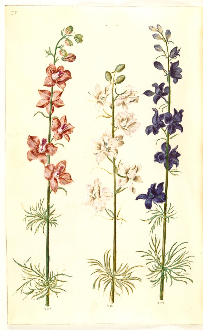 Consolida ajacis (delphinium) da Hans Simon Holtzbecker