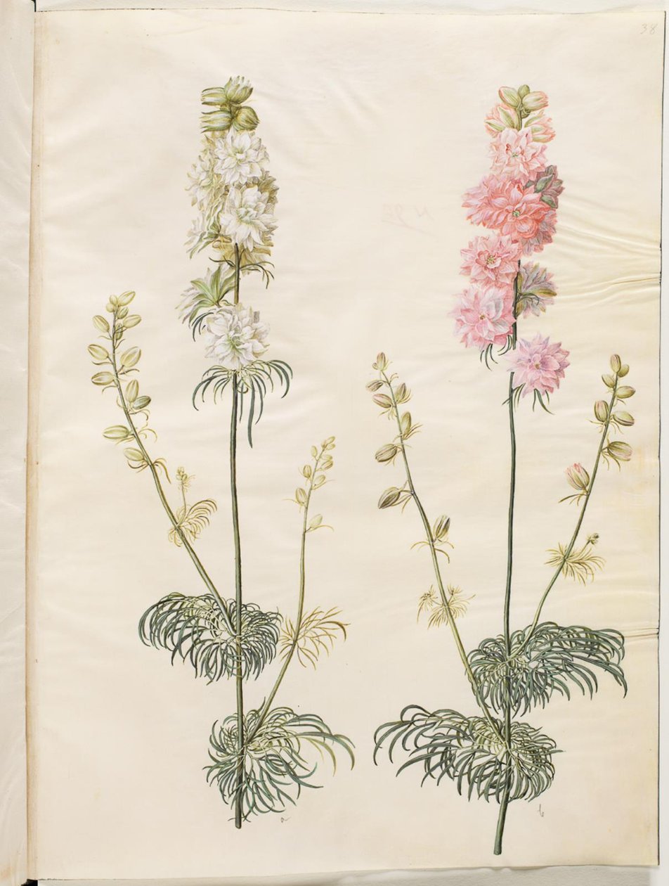 Consolida ajacis (delphinium) da Hans Simon Holtzbecker