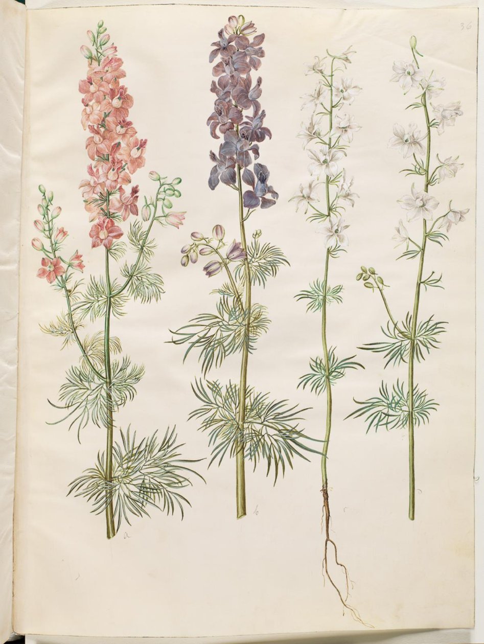 Consolida ajacis (delphinium) da Hans Simon Holtzbecker