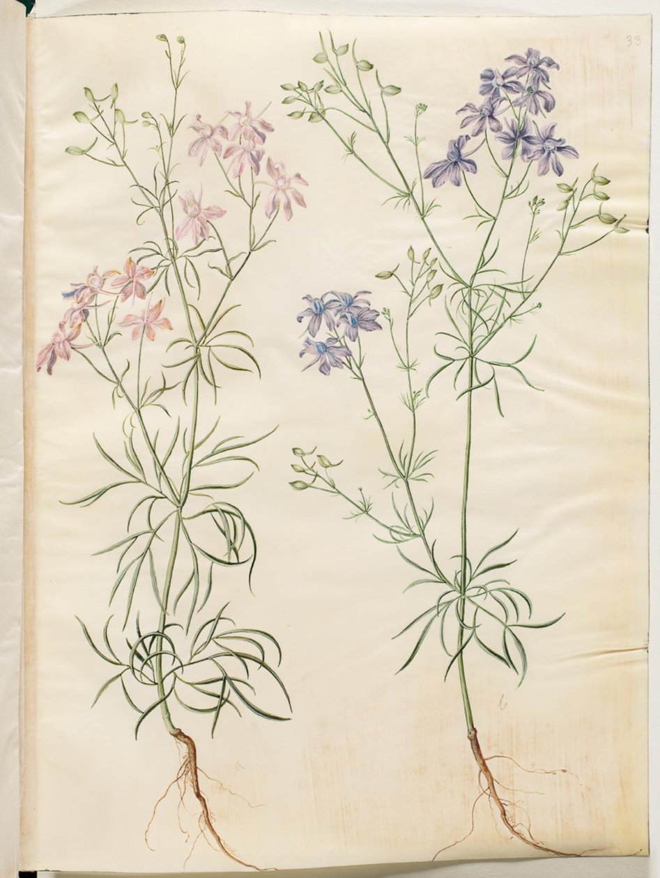 Consolida regalis (delphinium dei campi) da Hans Simon Holtzbecker